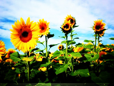 有專門的壓榨油葵的榨油機嗎？(圖2)